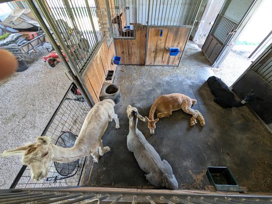 Viewed from above, four alpacas in a barn stall. One is standing in front of a barrel fan; two are kushed, and one is resting his head. In the background, we see a fifth alpaca through a grate.