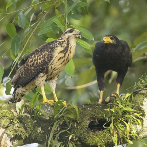 In a beautiful moss & epiphyte covered tree against a background of green leaves sits two hawks. On the left stands a brown and yellow one with a streaky brown breast has an open beak holding (if you click to zoom) a tiny piece of mussel. This bird is turned to face the black hawk on the right who still holds the rest of the mussel shell in her foot (hard to see but again if you click...) They are both Common Black-Hawks but the brown one is a recent fledge still being fed and fussed over by the adult bird. Both parents participate in caring for their young birds, so I do not know if this is mom or dad, although I am guilty of calling this bird "yelling mom" in a different photo. Osa Peninsula, Costa Rica. Photo by Peachfront.