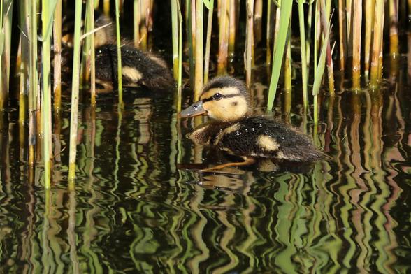 Junge Enten schwimmen zwischen Schilfhalmen in einem Gewässer. Die Wasseroberfläche spiegelt die umgebende Vegetation wider und erzeugt wellenförmige Reflexionen. Im Hintergrund sind weitere Enten zu erkennen.