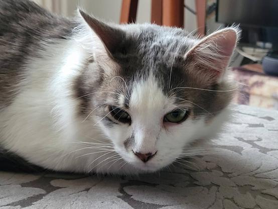 Grey and white cat crouched and looking ahead