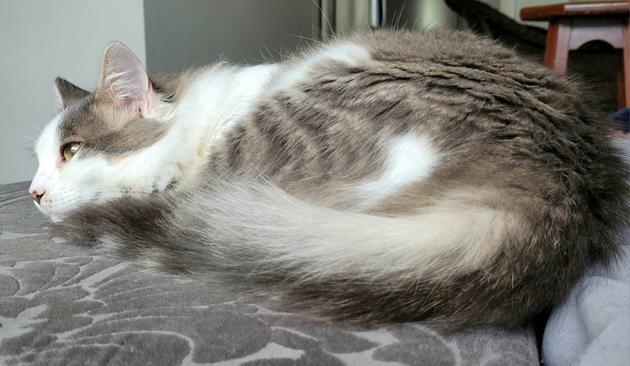 Grey and white cat lying surrounded by its furry tail