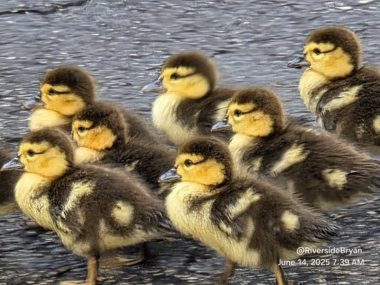 Many tiny baby muscovy ducklings gathered behind mama as they await another full day of adventures.