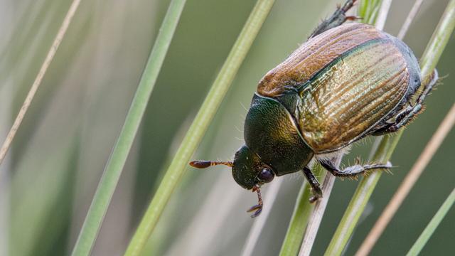 Zomersmaragd / Anomala dubia