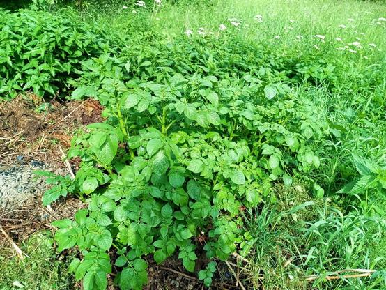 A potato plant or two. It's very big. It's growing out of a large compost pile at the edge of a meadow. Some grass, branches and wood ashes are visible nearby.