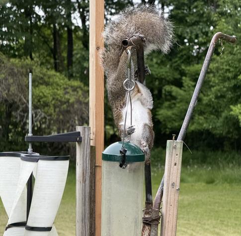 Squirrel hanging upside down to reach lid of feeder which it had figured out how to lift off in the past and crawl inside for a snack. But that’s not working, something is holding the lid down. A closer look shows thick black plastic covered metal ties wrapped around the metal hanger.