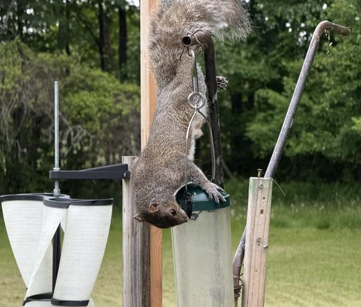 Squirrel changes to the front, gives a quick bite to see if that will help. It doesn’t.