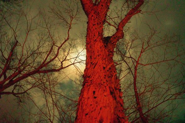 This photograph, seen through lycan eyes, shows the towering spine of an ancient tree, its bark pulsing red like fresh muscle under moonlight. The skeletal branches claw at the sky, blackened and brittle, as if frozen mid-transformation. Overhead, the cloud-veiled moon throbs behind the canopy—veiled, watching, waiting—the call just beneath the skin.