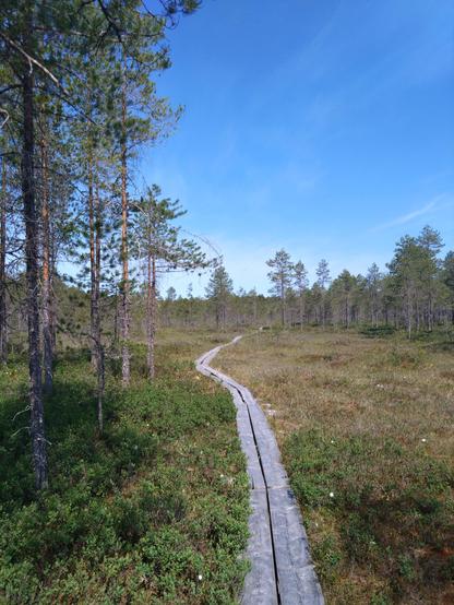 Pitkospuut suomaisemassa