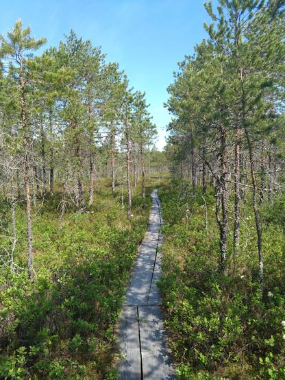 Pitkospuut suomaisemassa, puita pitkosten molemmin puolin.