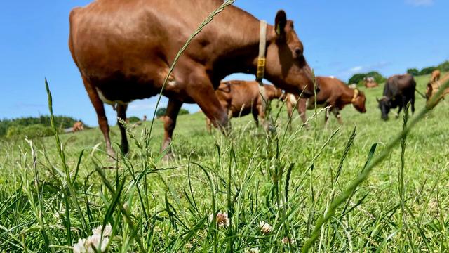 Bild: Gräser einer landwirtschaftlichen Weide. Im Hintergrund sind braune Kühe zu sehen. 
© NDR Foto: Sophie Blady