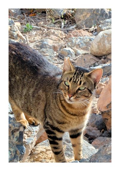 A stray tabby cat looks at the camera from some rocks near the sea in Almería (Spain).
---
Un gato atigrado y callejero mira a la cámara desde una rocas cercanas al mar, en Almería.