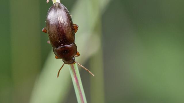 Nalassus laevioctostriatus