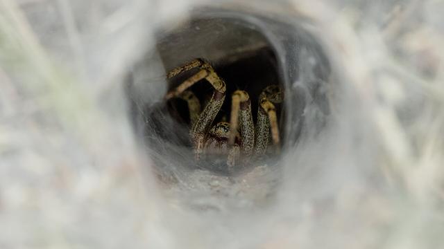 Gewone doolhofspin - Agelena labyrinthica