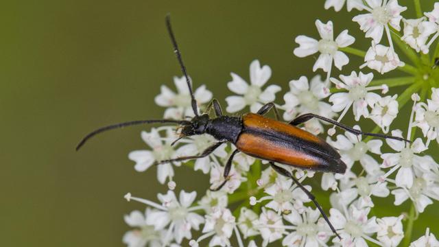 Tweekleurige smalboktor - Stenurella melanura