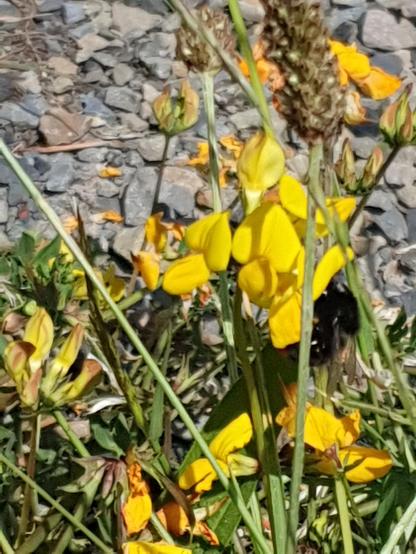 Eine Hummel sucht Nektar in kleinen, gelben Blüten am Wegesrand.