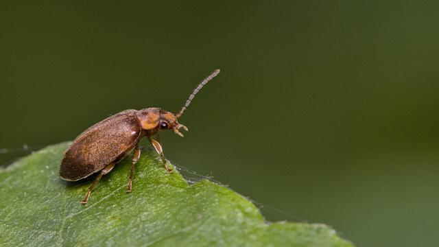 Bruine haarkever - Microcara testacea