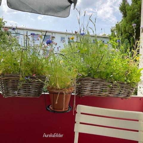 Körbe und ein Tontopf an der Balkonbrüstung mit vielen Wildblumen.