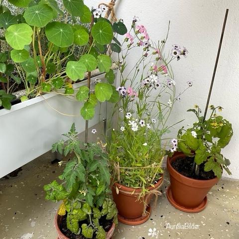 Wildblumen, Tomaten und Kapuzinerkresse in Töpfen und einem Minihochbeet.