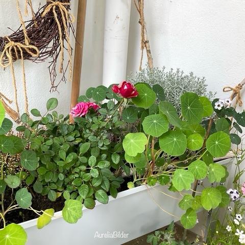 Rose, Kapuzinerkresse, Heide und Stacheldrahtpflanze in einem Minihochbeet.