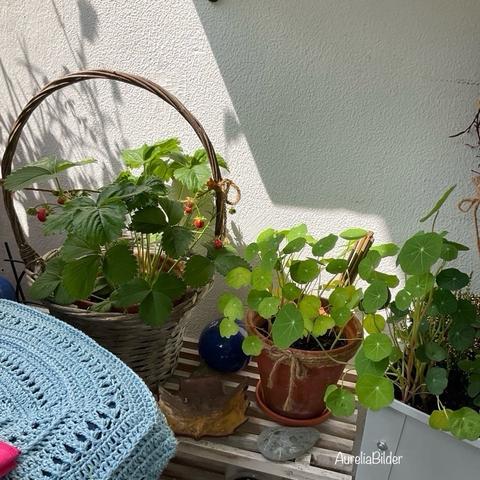 Erdbeere und Kapuzinerkresse in einem Korb und einem Tontopf. Dazwischen eine blaue Tonkugel.