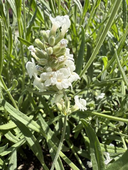 Das Bild zeigt eine Blüte eines Lavendelstrauchs, der in voller Blüte steht. Die Blüten sind weiß und haben eine feine, zarte Struktur mit mehreren kleinen Blütenblättern, die in einer Säule entlang des Stängels angeordnet sind. Einige Blütenblüten sind noch geschlossen, während andere vollständig geöffnet sind, was auf eine aktive Blütezeit hinweist. Die Blütenblüten haben einen zentralen gelben Staubbeutel, der die Blütenblüten von der Umgebung abhebt. Die Blätter des Lavendelstrauchs sind lang, schmal und grün, mit einer feinen, feuchten Textur, die typisch für Lavendel ist. Der Hintergrund besteht aus weiteren grünen Blättern, die den Fokus auf die Blüte lenken. Die Sonne scheint auf das Blattwerk, was die Farben hervorhebt und eine natürliche, frische Atmosphäre vermittelt.