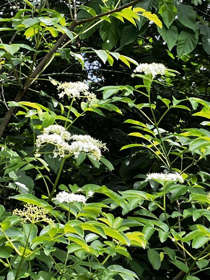 The frame is filled with elderberry bushes with narrow, bright green leaves and large clusters of tiny creamy white blooms. In the lower left corner is a cluster of tiny green berries.