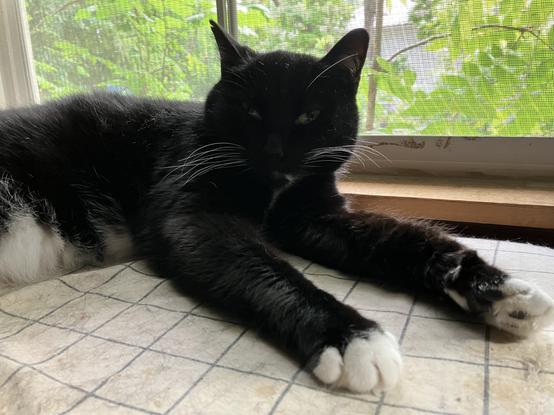 Hermetic Library Cat Caturday 13jun2025 Orcus