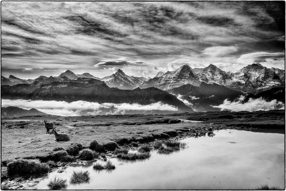 Schwarzweissfotografie der Berner Alpen; im Vordergrund sind ein Teich und zwei Steinböcke zu sehen.