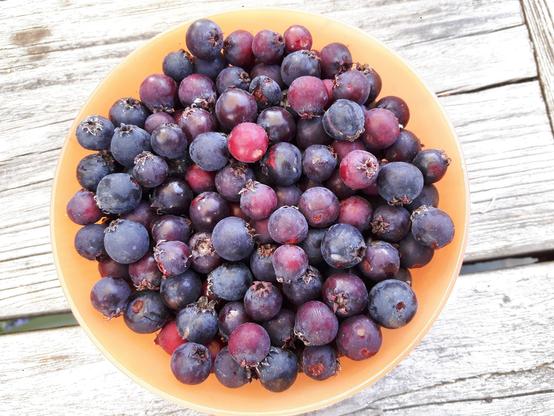 Eine orange kleine Plasikschüssel ist voll von blau-roten Beeren.