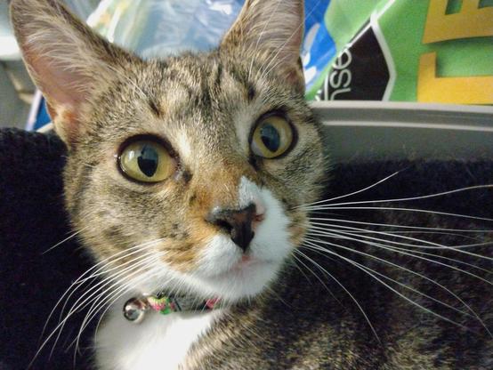 Pax, our tabby cat with white markings, is looking up at the camera from her makeshift bed in a bathroom.  Her amber-colored eyes are wide with anticipation.  Her long white whiskers are flowing   She is lying on a black self-warming blanket.