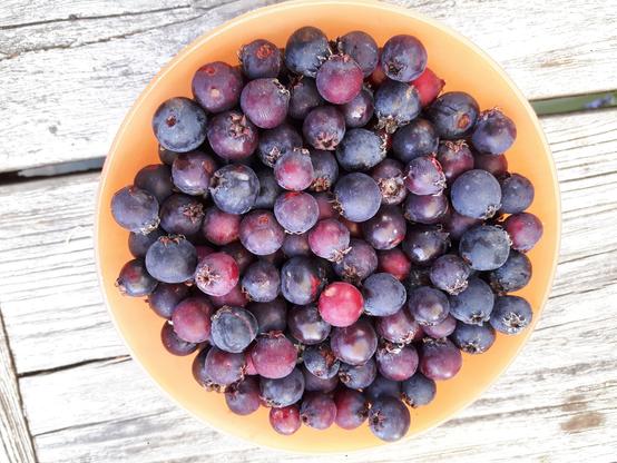 A small orange plastic container filled with blue-reddish berries.