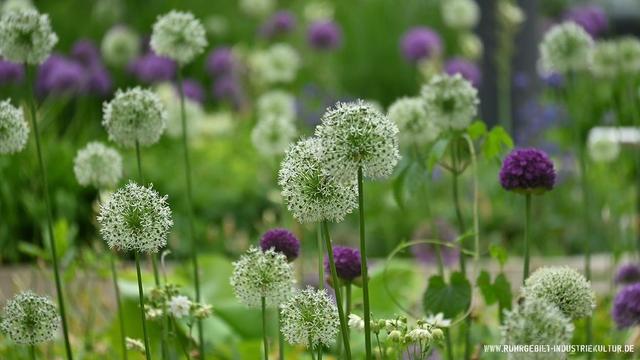 Weiße und violette Allium-Blütenkugeln in naturalistischer Gartengestaltung