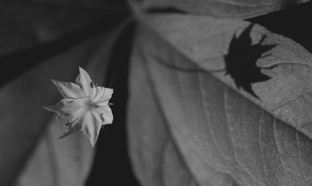 Macro photograph in black and white of a 15 mm open flower, with eight delicate pointy petals and eight anthers and stamens, on a long stem in the centre of the plant's leaves. The flower looks like a star and is in the sun on the left side of the picture. Behind and on the right side, its shadow is projected on one of the plant's leaf.