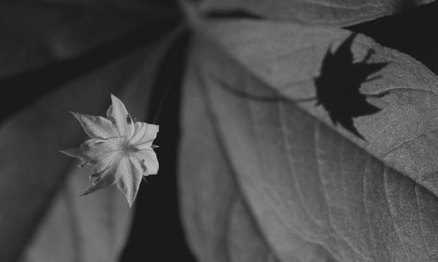 Macro photograph in black and white of a 15 mm open flower, with eight delicate pointy petals and eight anthers and stamens, on a long stem in the centre of the plant's leaves. The flower looks like a star and is in the sun on the left side of the picture. Behind and on the right side, its shadow is projected on one of the plant's leaf.