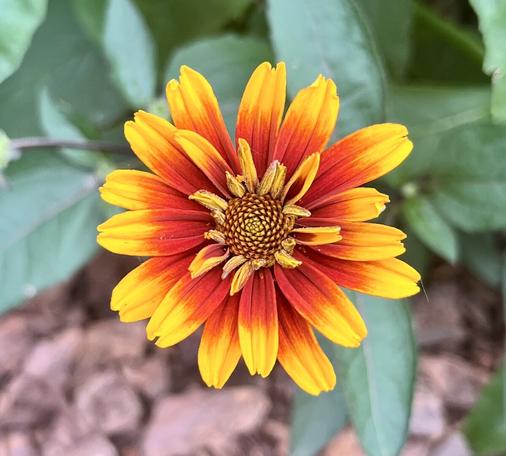 A blooming false sunflower with gradient orange to yellow petals