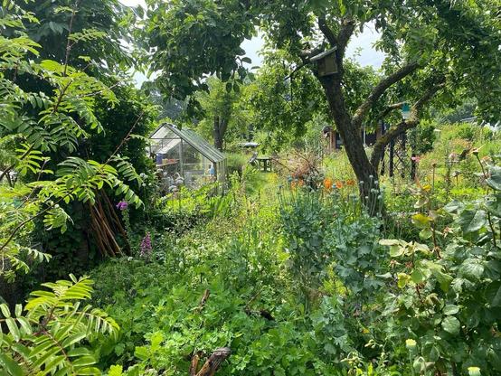 Über das üppig grünende Schattenbeet Blick auf das Gewächshaus und den alten Apfelbaum.
