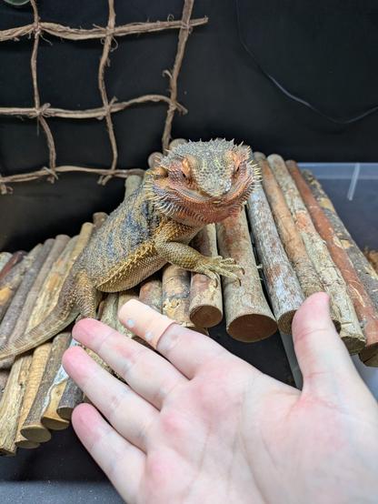 Holding my hand palm up in front of a bearded dragon who's looking at it hungrily. There's a bandaid on my index finger.