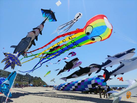 Kite show with many kits flying including: sharks, squid, cat, ray, clown fish, but dominated by a giant multi-color octopus on a clear blue sky and sandy beach.