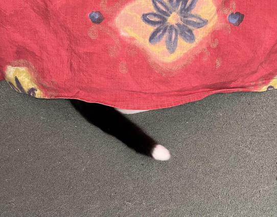 A red bedspread hanging down onto a grey carpet. 
Sticking out from under it is a black tail, with a little white tip.