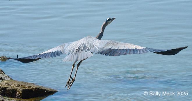 Color photo of a great blue immediately after taking off from a rock. The back of the heron is visible, neck stretched, wings fully outspread, yellow legs and feet dangling. A few rocks can be seen in the lower left of the frame, the rest is blue water and blue heron.
