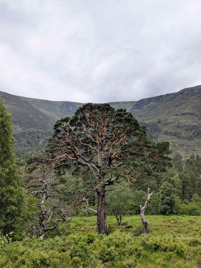 large Scots pine tree with the saddle of a hill behind and grey cloud above. both the hill and the tree are vaguely symmetrical about the centre of the image.