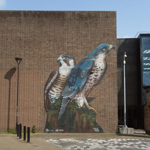Two falcons painted onto a brick building next to the museum of making in Derby, they stand higher than the lamp post next to them.