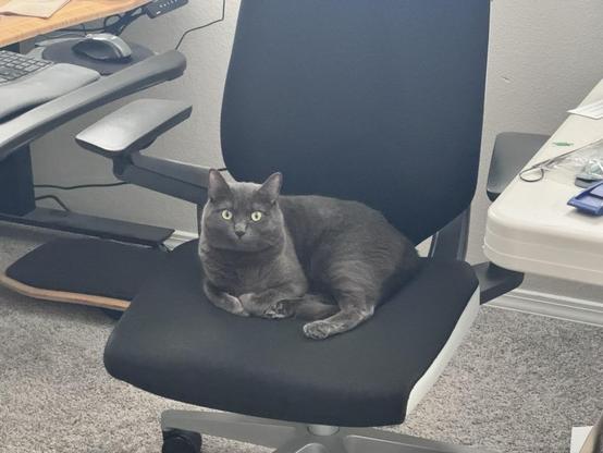 A grey cat stares defiantly at the camera… from her office chair.