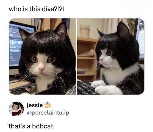 The image features two side-by-side photos of a black and white cat sitting at a computer keyboard. The cat is wearing a wig resembling a bob haircut with bangs, giving it a humorous appearance. In both images, the cat looks directly at the camera with wide eyes. The left image shows a closer view, while the right image has a slightly zoomed-out perspective, showcasing the cat's paws on the keyboard. The background includes a computer monitor and some shelves.

Transcribed Text:

who is this diva?!?!

that’s a bobcat