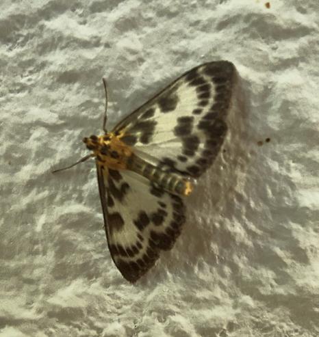 Zoom auf einen kleinen Schmetterling auf Rauhfasertapete. Der Schmetterling hat Flügel in weiß mit schwarzen Flecken und Streifen, der Torso ist orange.