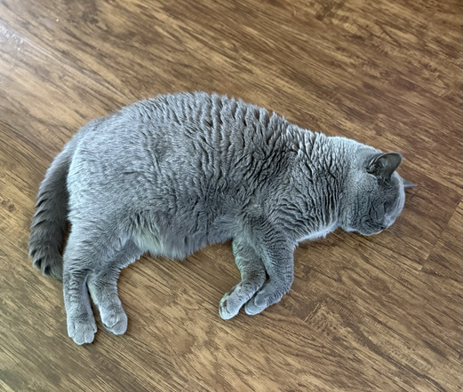 Grey cat on wood floor