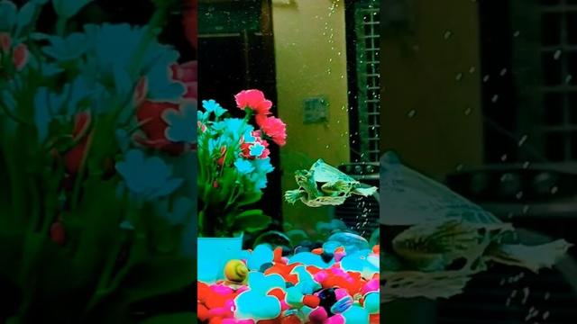 aquarium new turtle 🐢 #shortvideo #shorts #trending #viralvideo #turtle #aquarium