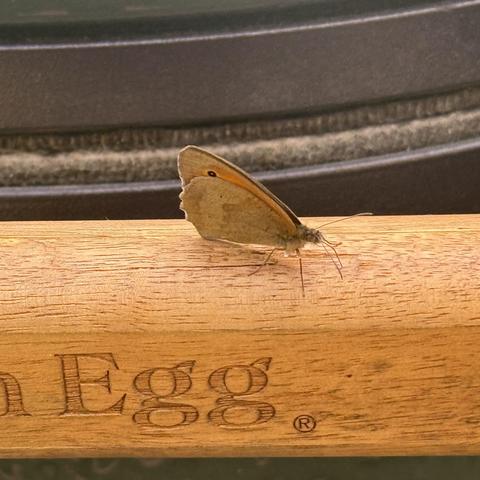 A meadow brown (Maniola jurtina) is a butterfly sitting on the handle of the Big Greem Egg grill.
