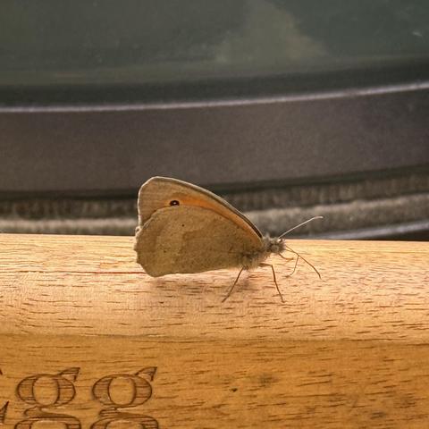 A meadow brown (Maniola jurtina) is a butterfly sitting on the handle of the Big Greem Egg grill.