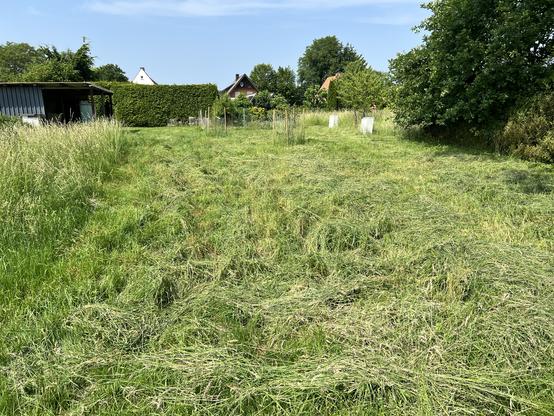 Eine Wiese mit frisch gemähtem Gras, das in ungleichmäßigen Haufen liegt. Im Hintergrund sind ein Schuppen, Hecken, ein paar Bäume und mehrere Häuser unter einem klaren blauen Himmel zu sehen.